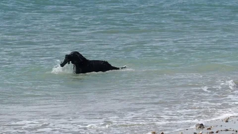 Active Black Dog Retrieving Object From The Sea, UK Stock Footage 136825396