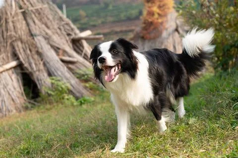 Active border collie dog walking through grass with tail up Stock Photos