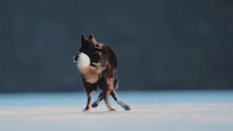 Active Border Collie sprints and jumps on a frozen lake, embracing winter fun. Vídeo Stock 304686214