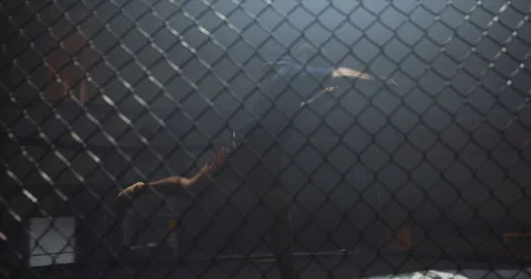 Active boxer practicing in boxing ring Video stock 108550184