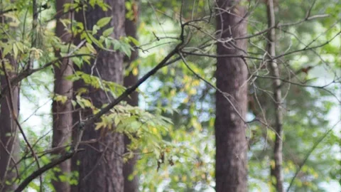 Active boy in a hat with a backpack stands in a summer pine forest Stock Footage 274879239