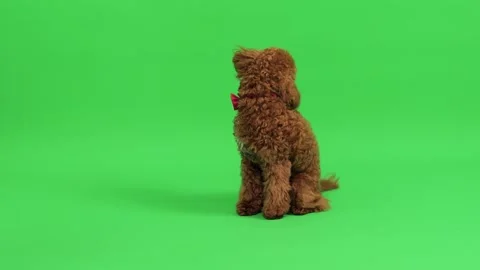 Active brown poodle interacts with green screen atmosphere Stock Footage 327610537