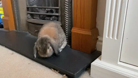 Active bunny feeling at home. Stock Footage 133882184