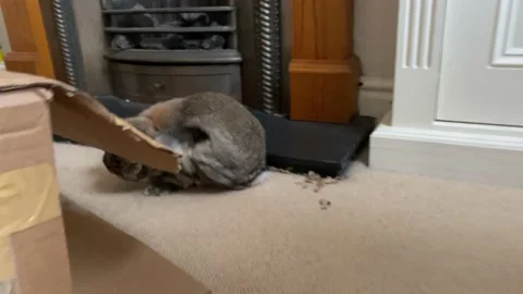 Active bunny feeling at home. Stock Footage 133882193