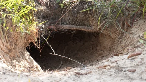 Active burrow of Gopher Tortoise, SE USA Stock Footage 130140961