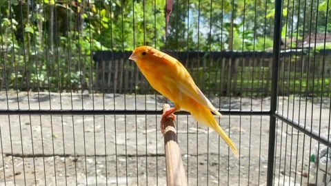 Active canary bird Inside Bird Cage in Natural Daylight 스톡 동영상 335302887