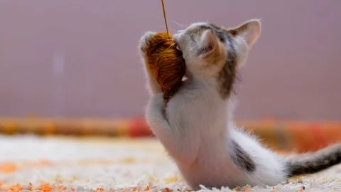 Active Cat Playing Stock-Footage 103866021