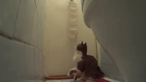 Active cat playing with toilet paper and unrolling it Stock Footage