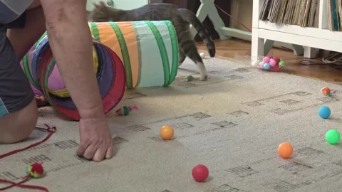Active Cat Pouncing out of a Fabric Play Tunnel Toy Stock Footage 336542053