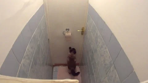 Active cat quickly unrolling toilet paper Stock Footage