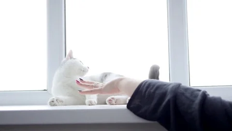 Active cat sitting and lying on the window sill, playing with the owner Stock Footage 73938972