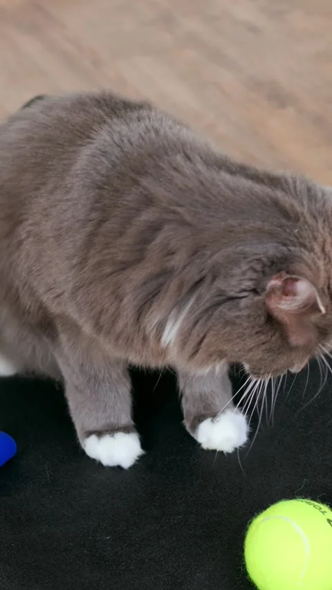 Active cat stretches. Feline explores energetically and stretches. Gray cat Vidéo 344741585