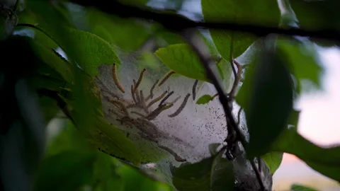 Active caterpillar infestation in dense silk web on green foliage Stock Footage 338307657