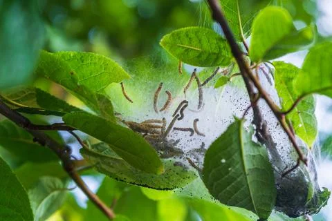 Active caterpillar larvae moving inside silky web nest under green leaves Foto stock