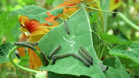 Active caterpillars of the large cabbage white butterfly destroying a Stock Footage 313635924