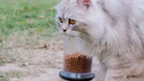 Active cats, pet cat playing on grass after meal. kitten playing 動画素材 249518493
