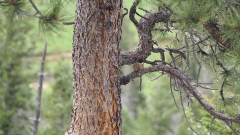 Active Chipmunk in Tree in Rocky Mountains Vídeos de archivo 78017784
