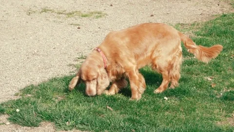 Active Cocker Dog Sniffing in the Garden Stock Footage 73722285