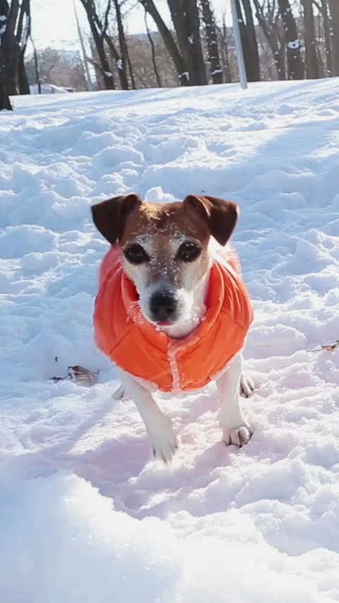 Active crazy winter dog playing in snow Vídeos de archivo 314547309