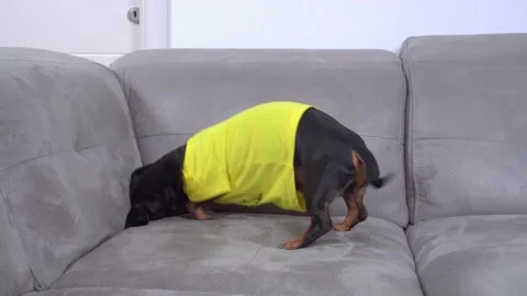 Active Dachshund dog digs and has fun on large grey couch Stock Footage 159340945