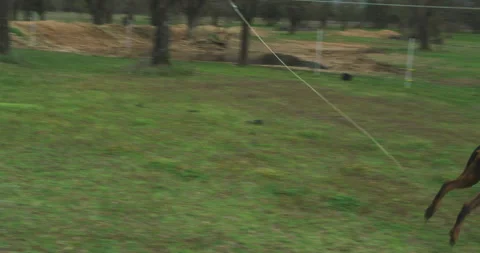 Active Doberman Dog Breed With A Leash Running Around The Green Grass Farm Stock Footage 308215289