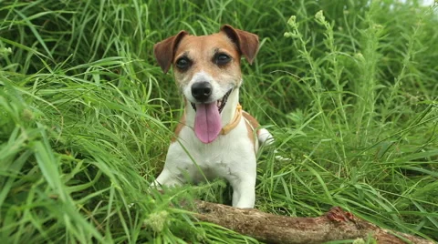 Active dog grass 1 Vídeo Stock 45860629