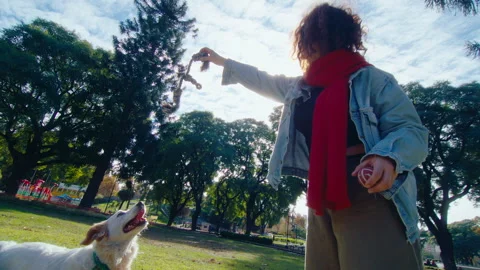 Active Dog Jumping and Playing with Female Owner in the Park Stock Footage 245844373