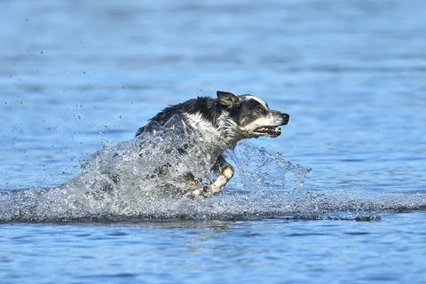 An active dog leaps out of the shallow water. Stock Photos