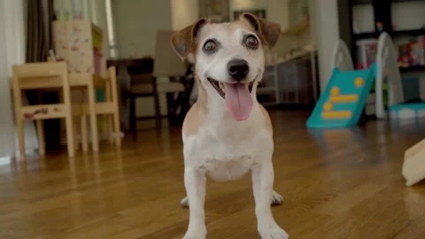 Active dog play ball game Vídeo Stock 134697725