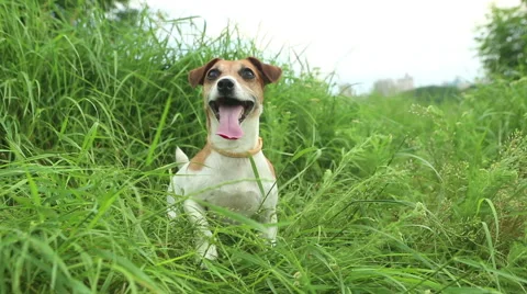 Active dog play in grass Vídeo Stock 45860690