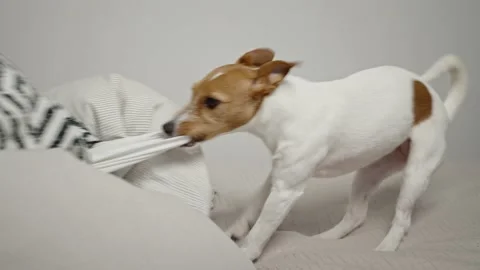 Active dog playing on bed in living room,gnawing and chewing bedsheet Stock Footage 233125336