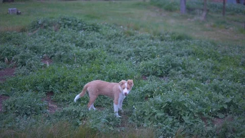 Active dog playing in the field Video stock 87119406