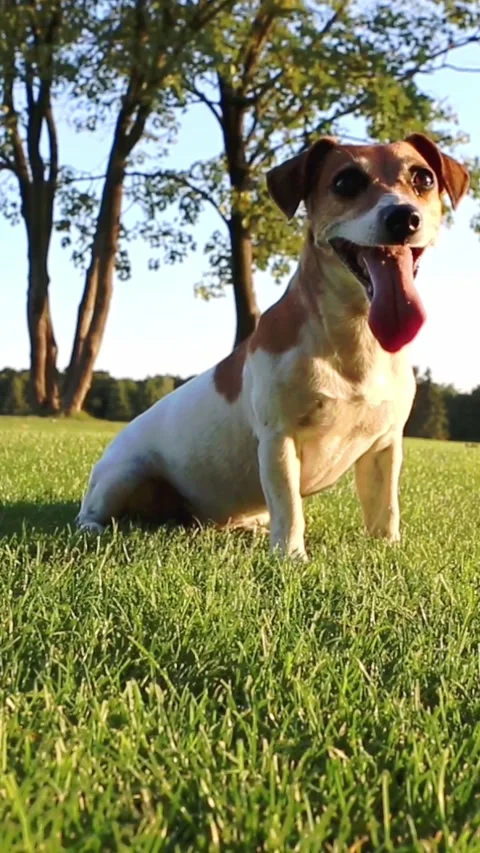 Active dog playing nature active 스톡 동영상 314547281