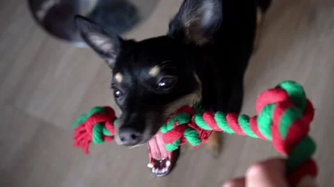 Active dog playing tug of war with rope toy on floor Stock Footage 319935311