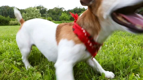 Active dog red Kerchief playing with tennis ball on the green grass. Video Vídeo Stock 92665664