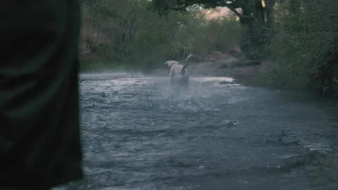 Active Dog Running and Splashing Water in a River Stock Footage 335906612
