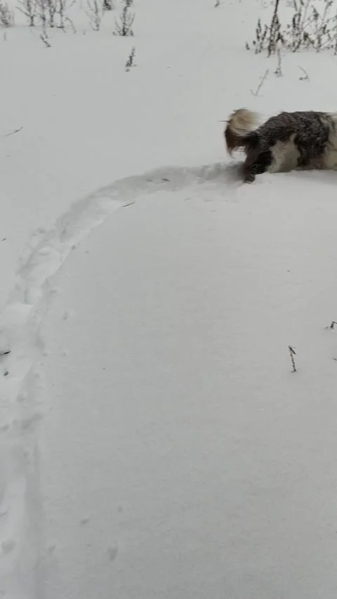 Active Dog Running During The Deep Snowdrift. Vertical footage for mobile Stock-Footage 229801972