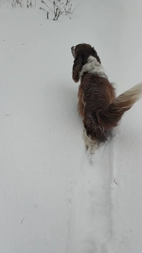 Active Dog Running During The Snowy Snowdrift. Vertical. Stock-Footage 229802034