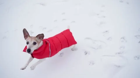 Active dog running winter playing red pet clothes coat Stock-Footage 169037430