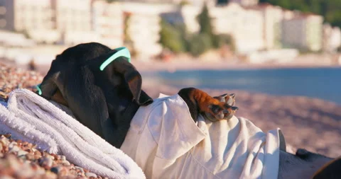 Active dog sunglasses sunbathing beach looks around briskly jumps up rest sea Video stock 231735148