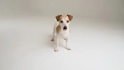 Active dog on white background video footage Vídeo Stock 169576107
