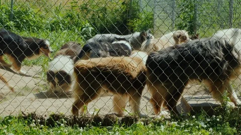 Active dogs of the breed Australian Shepherd in the aviary Stock Footage 116013102