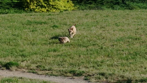 Active dogs engage in playful interaction on grassy meadow Stock Footage 264959952