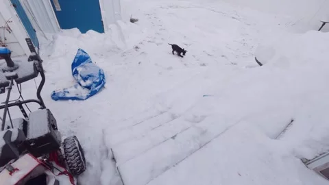 Active dogs playing outdoors in winter snow Stock Footage 323976786