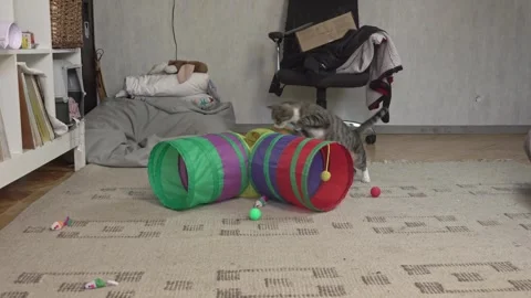 Active Domestic Cat Playing inside Textile Tunnel Toy Stock Footage 336542049