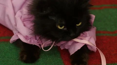 Active dressed pussycat playing and posing close up Stock Footage 48991671