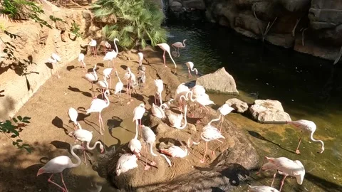 Active Dwarf flamingos making noise, singing, standing in sunny Fuengirola Zoo Video stock 220625907