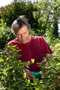 Active elderly man in his garden harvest red currants Stock Photos