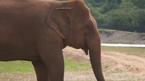 Active elephant Stock Footage 272281819