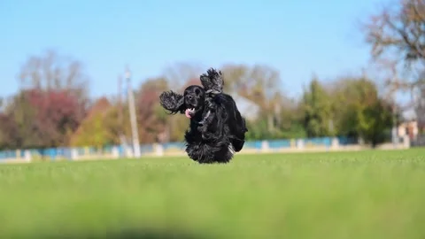 Active English Spaniel leaps on green grass, Stock Footage 299856683